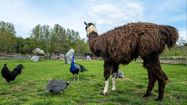 Un lama entouré de volailles dans leur enclos à l'Exotic Park de Lescar.