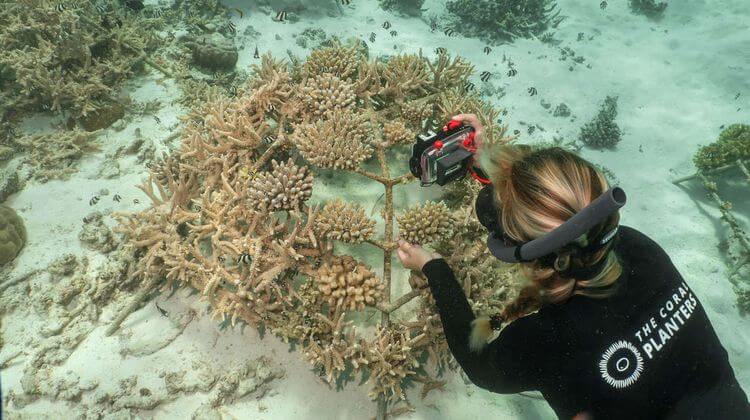 Un membre de l'association basque The coral Planters prend en photos une structure corallienne pour l'envoyer aux parrains. Crédit photo : The Coral Planters.