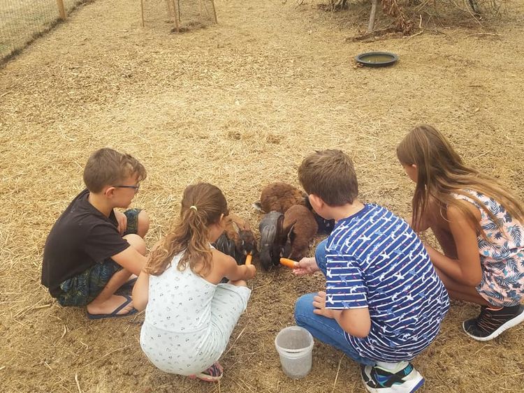 Des enfants nourrissent des lapins à la Ferme pédagogique des Marnières.