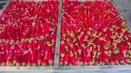 Photos des piments d'Espelette produits à la ferme Atxania