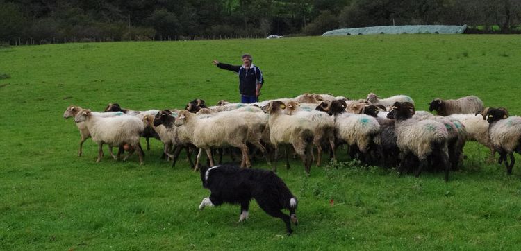 Un éleveur de brebis mène son troupeau avec l'aide de son chien.