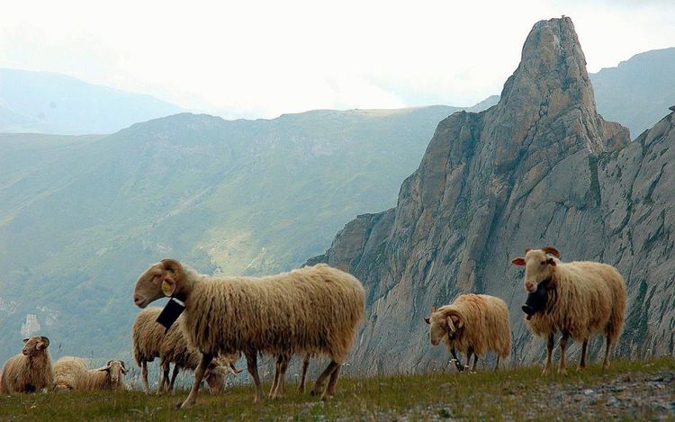 Des brebis en pâture dans les montagnes des Pyrénées-Atlantiques.