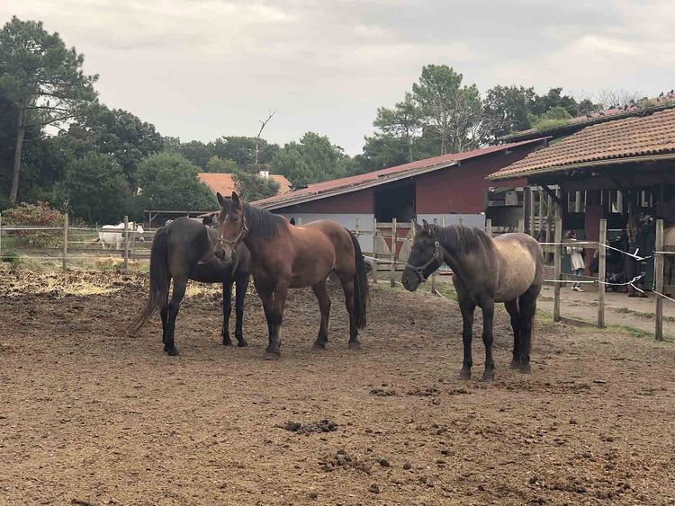Photo des chevaux du centre équestre de L’Appaloosa