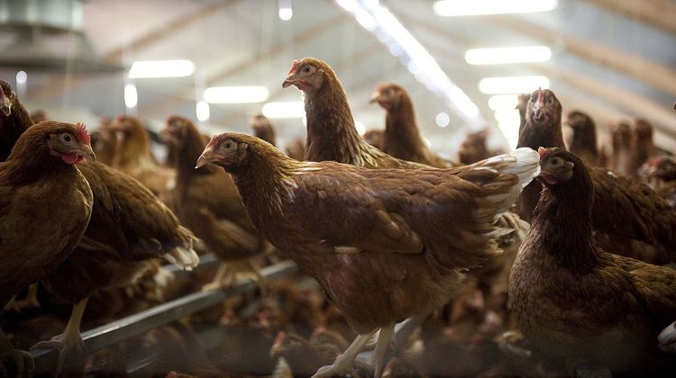 Des poules dans un bâtiment en élevage.