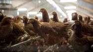 Des poules dans un bâtiment en élevage.
