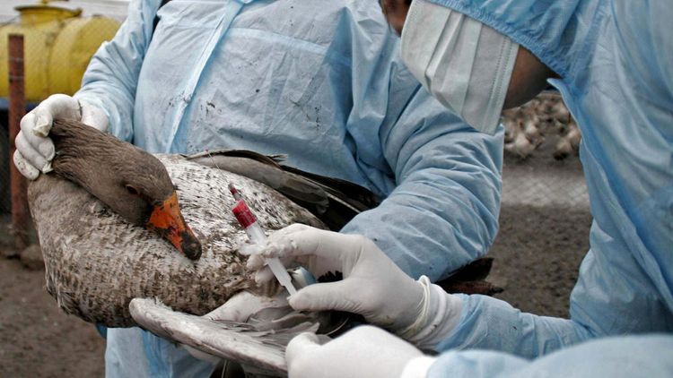 Des vétérinaires soignent un canard.
