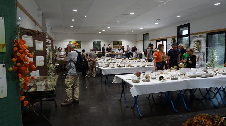 Une photo prise lors du salon annuel de la Société Mycologique du Béarn avec des champignons présentés sur des tables.