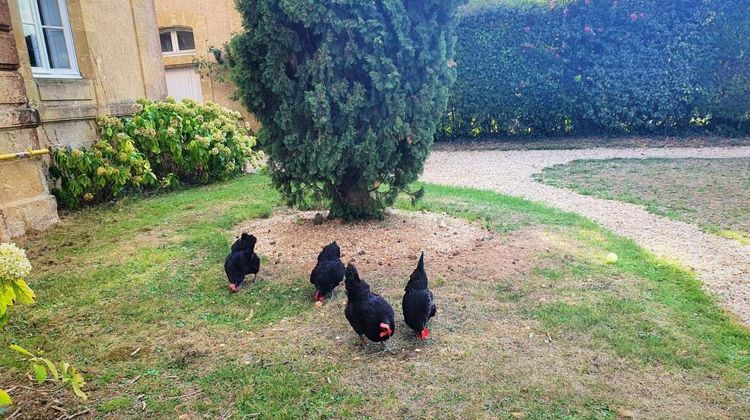 Photo des poules de la sous-préfecture de Mirande