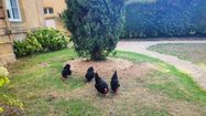Photo des poules de la sous-préfecture de Mirande