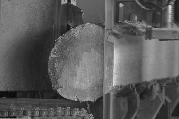 Une photo en noir et blanc d'un tronc de pin maritime découpé par une scie.