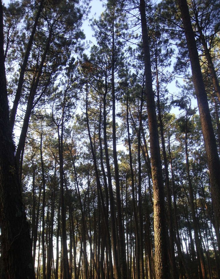 Une photo de pins maritimes dans la forêt des Landes.