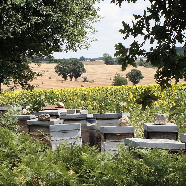 Photo de ruches à coté d'un champ de tournesol