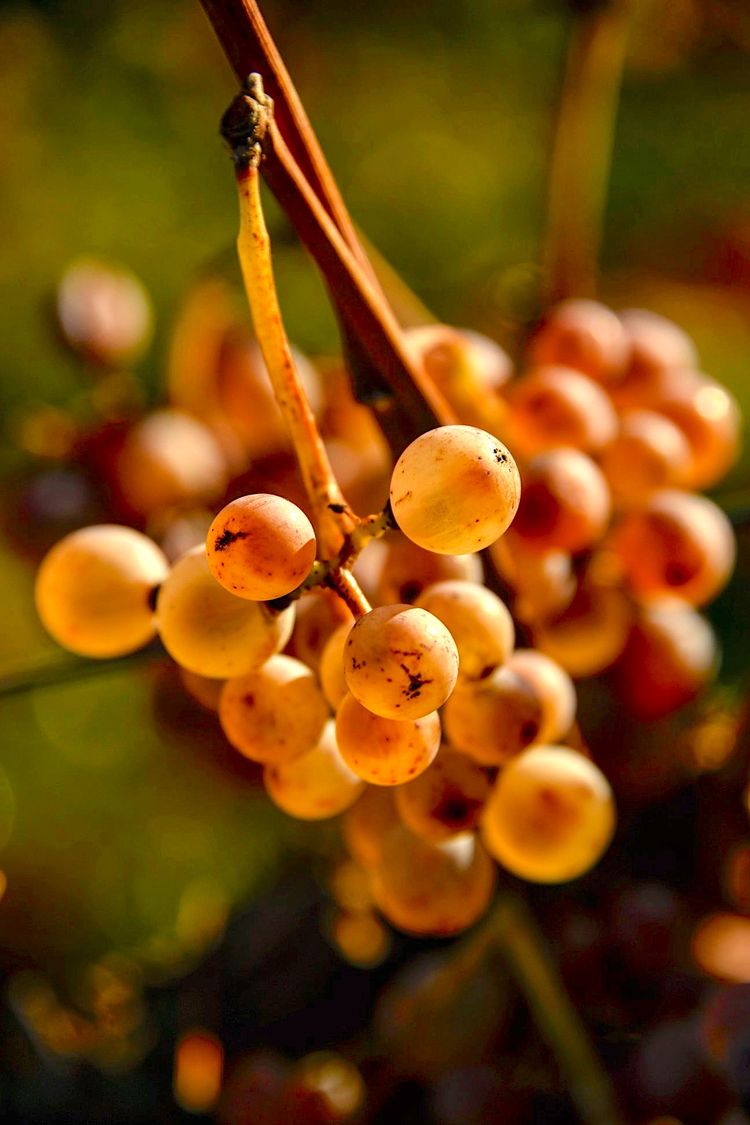 SUBLIME PACHERENC D’OR - Des ventes aux enchères pour une appellation d’exception