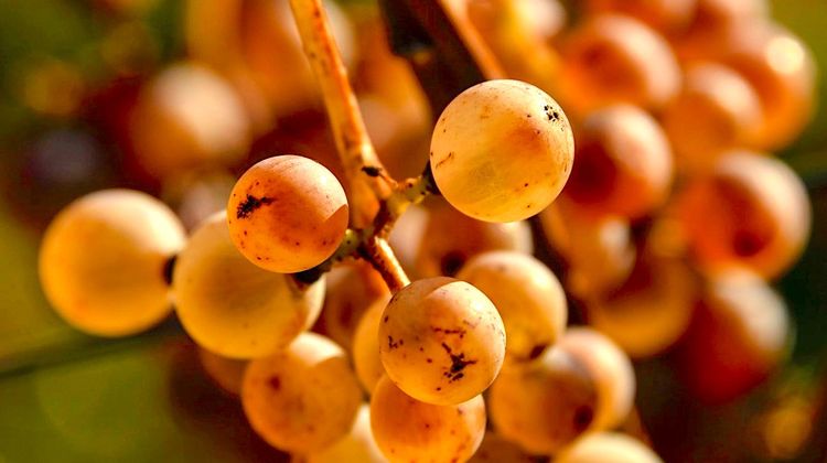 SUBLIME PACHERENC D’OR - Des ventes aux enchères pour une appellation d’exception