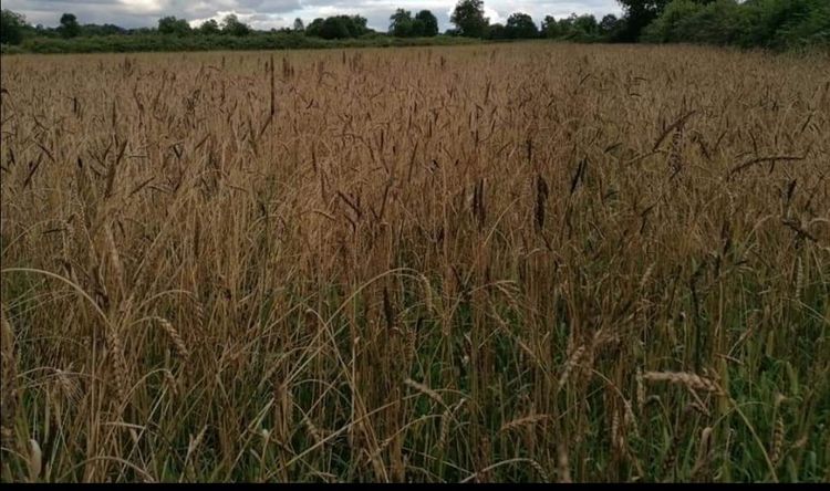Un champs de blé ancien planté par Navarrine.