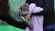 Un aigle blessé  tenu par les soigneurs du centre Alca Torca, devenu Paloume, dans les Landes. Photo  : Paloume