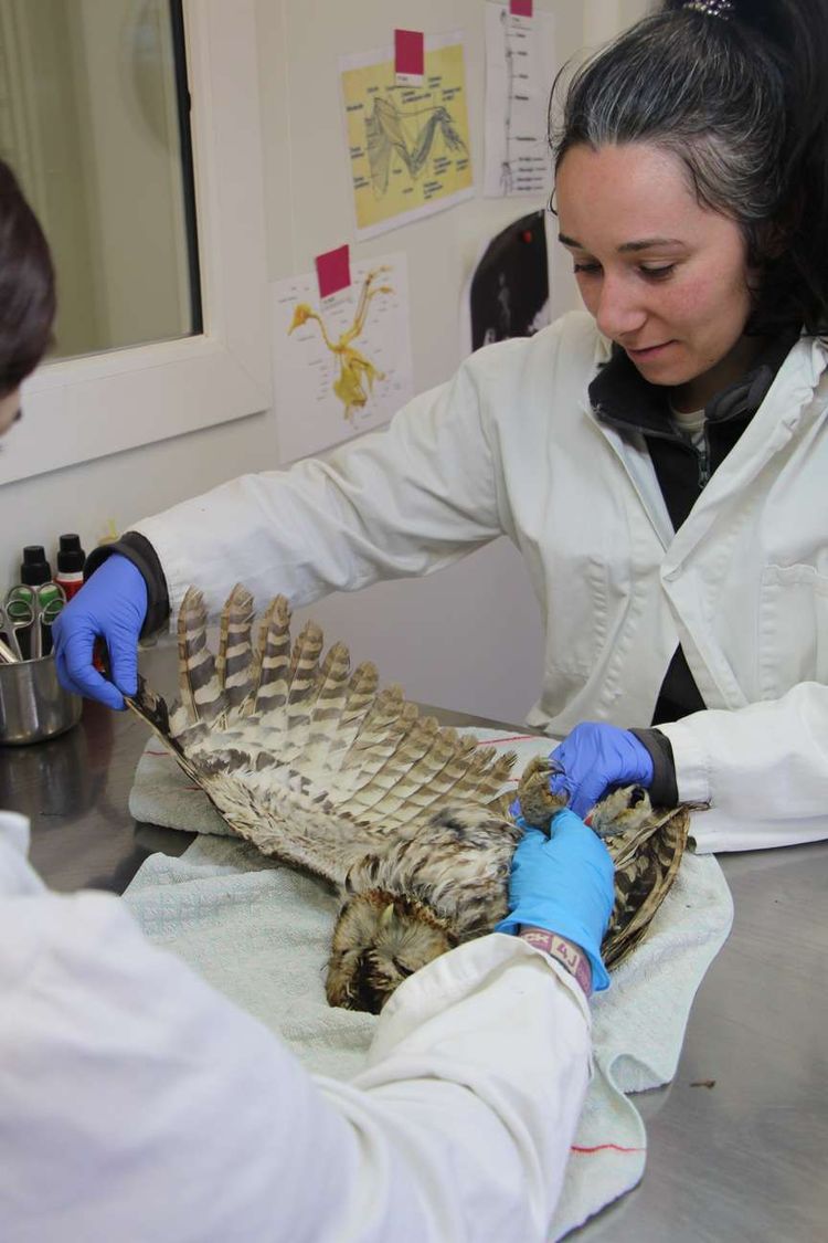 Laura Labarthe, la responsable du centre de soin Alca Torca, en train de réalise un examen sur un animal blessé, dans les Landes. Photo : Paloume