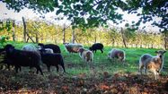 Des moutons d'Ouessant paturent dans les vignes du Clos Larrouyat, à Gan.