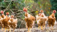 VOLAILLES TOUTES - Le groupe béarnais Euralis cherche des producteurs