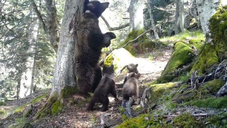 L'ourse Sorita et ses trois oursons. Crédit photo : Office français de la biodiversité