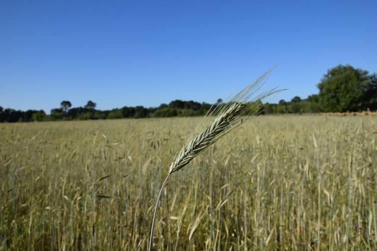Une photo d'un épi de blé, dans un champs.