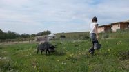 Noémie Calais dans le parc avec un porc noir
