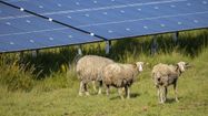 Des moutons dans un champs avec des panneaux photovoltaïques.