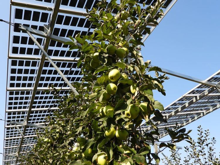 Des pommes sont installées sous des panneaux solaires dans un champs.