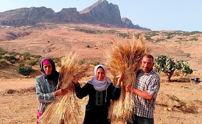 Deux femmes et un homme tunisiens présentant des tiges de blé ancien dans une zone semi-aride
