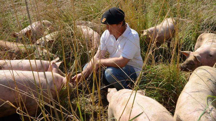 Alain Bret entouré de ses cochons, dans sa ferme de Lasclaverie, en Béarn.