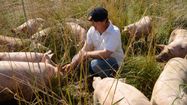 Alain Bret entouré de ses cochons, dans sa ferme de Lasclaverie, en Béarn.