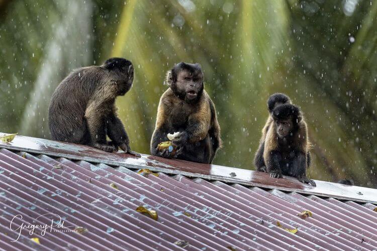 Des singes capucins sur un toit en Guyane.