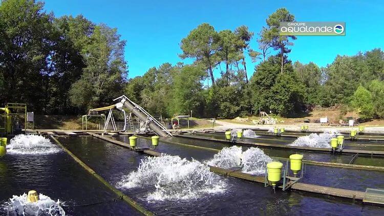 Une photo d'une pisciculture Aqualande dans les Landes.