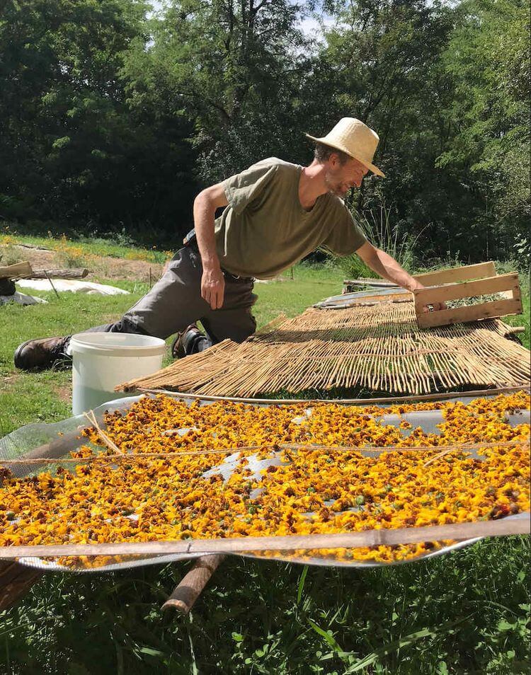 Un membre de l'association 36 z'arts, qui s'occupe de faire sécher les fleurs avant de les transformer en colorant naturel.