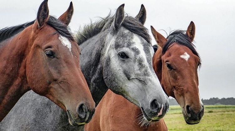 PASSION ÉQUINE - La Fête du cheval s’installe à Vic-Fezensac