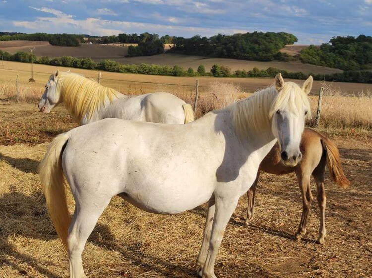 Trois chevaux de Camargue sur l'exploitation de Nicolas avec la campagne gersoise en toile de fond