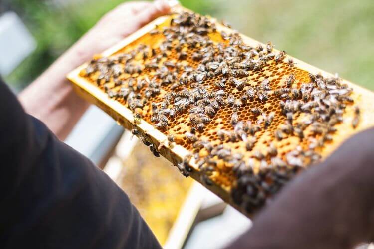 Un apiculteur tient une des parties d'une ruche avec des abeilles.