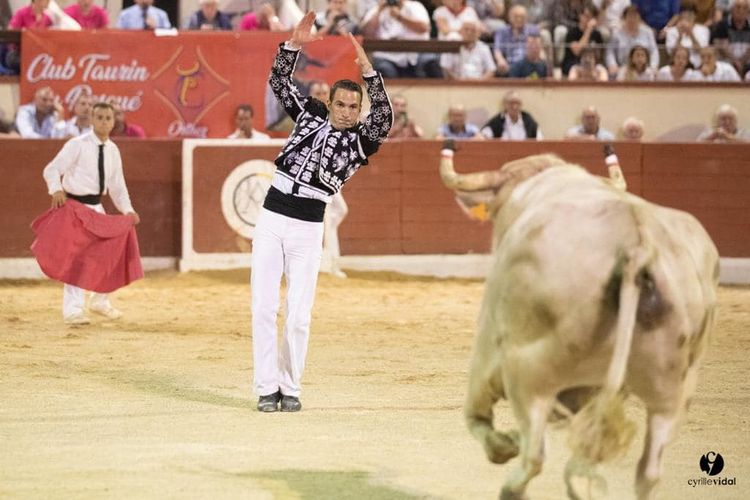 OUF ! – Les Courses de vaches landaises vont pouvoir reprendre
