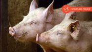 Des cochons.