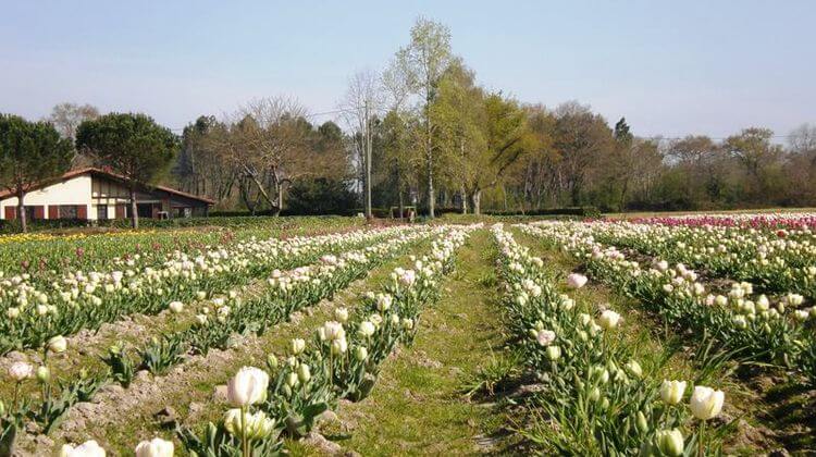 Un champs de tulipes dans les Landes.