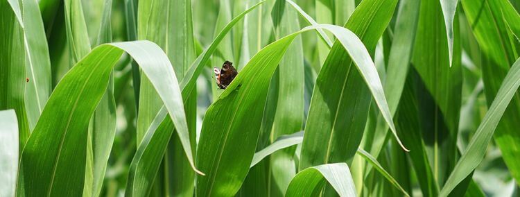 Un papillon dans un champ de maïs