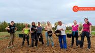 L'équipe de Tarra Ferma en train ramasser des pommes de terre