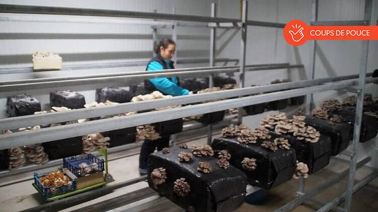 Clarisse Depretto dans son atelier en train de ramasser ses champignons