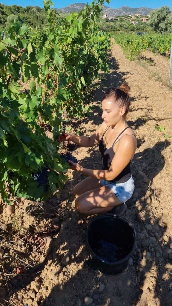 Emily en train de cueillir du raisin