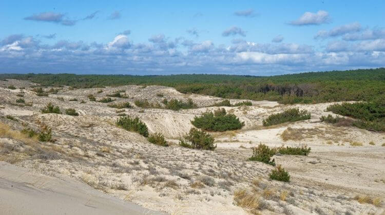 La dune grise à Mimizan, dans les Landes. Crédit photo : Sentinelles du climat.