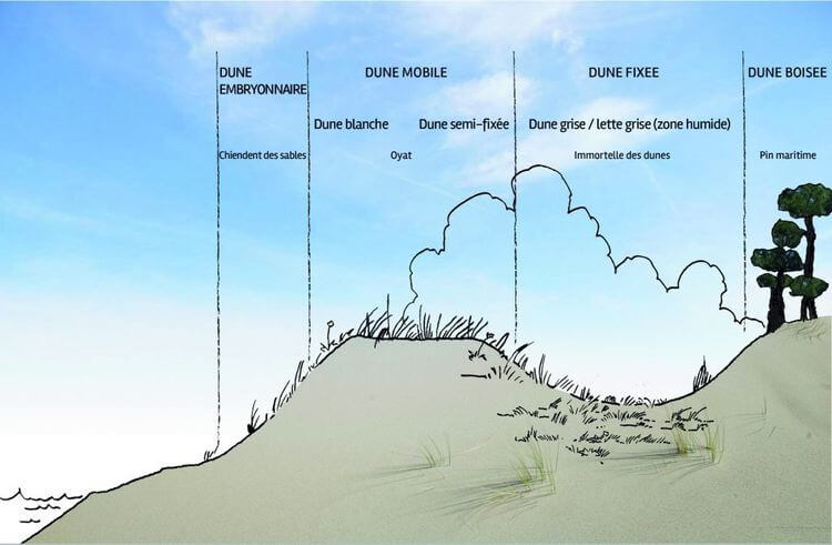Un schéma de dune.