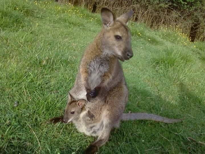 Une mère kangourou avec un petit dans sa poche
