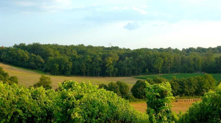 Une vue sur les vignes et une forêt dans le Gers