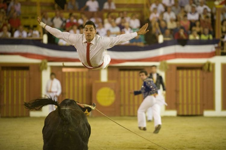 Un sauteur saute au dessus d'une vache.
