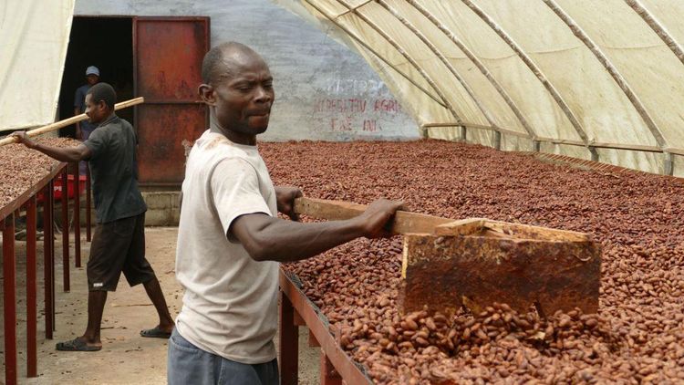 Des employés d'une coopérative à Haïti en train de travailler sur les fèves de cacao